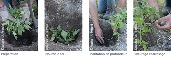 comment planter les tomates