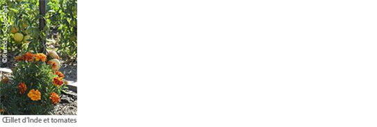 Les bonnes associations, à éviter et rotation des cultures