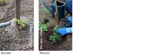 Les bons gestes pour arroser et "nourrir" ses tomates