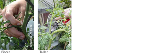 Les gestes pour tailler ses tomates