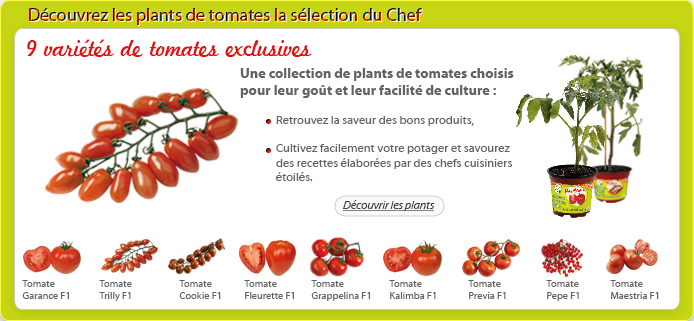 faire pousser des tomates