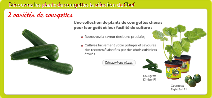 comment planter ses courgettes