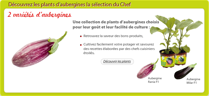 comment planter les aubergines