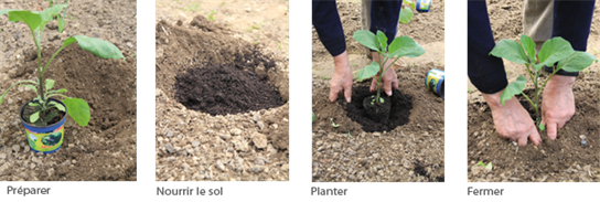 planter une aubergine