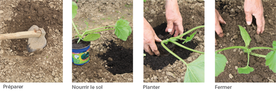 planter une courgette